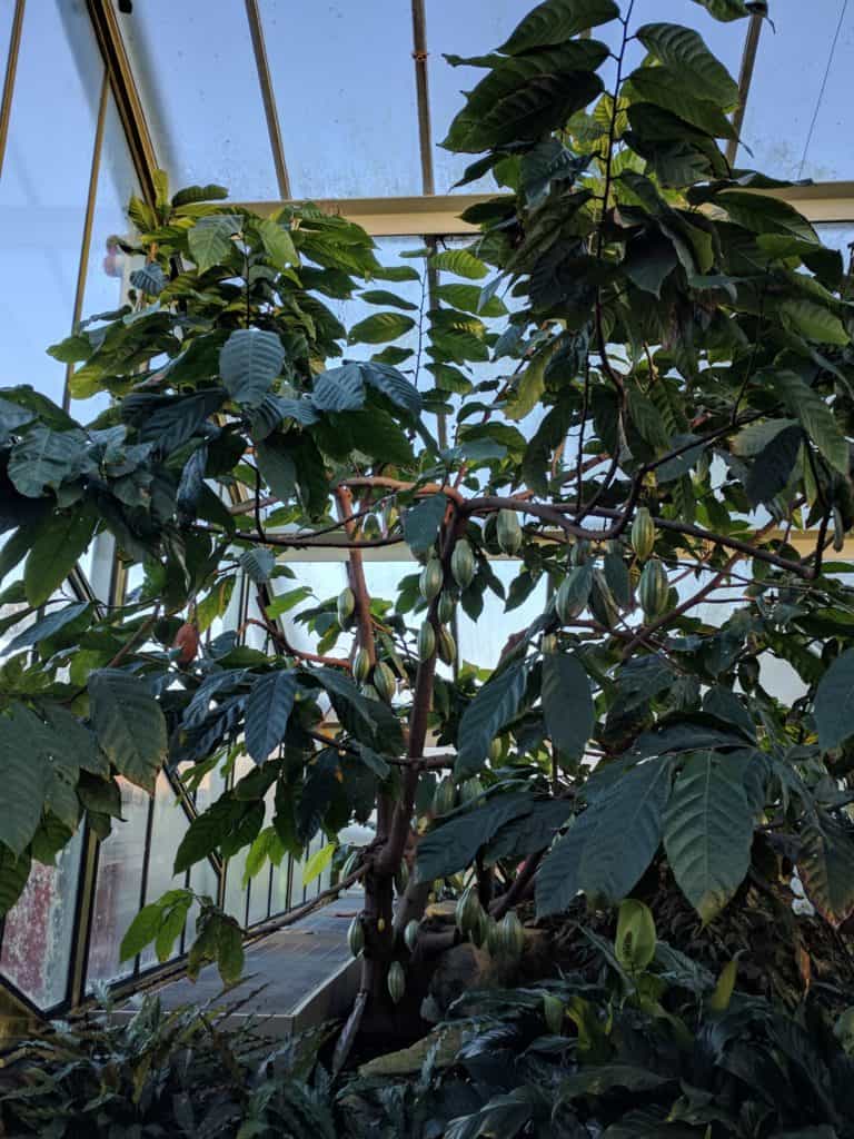A cacao tree, Kew Gardens